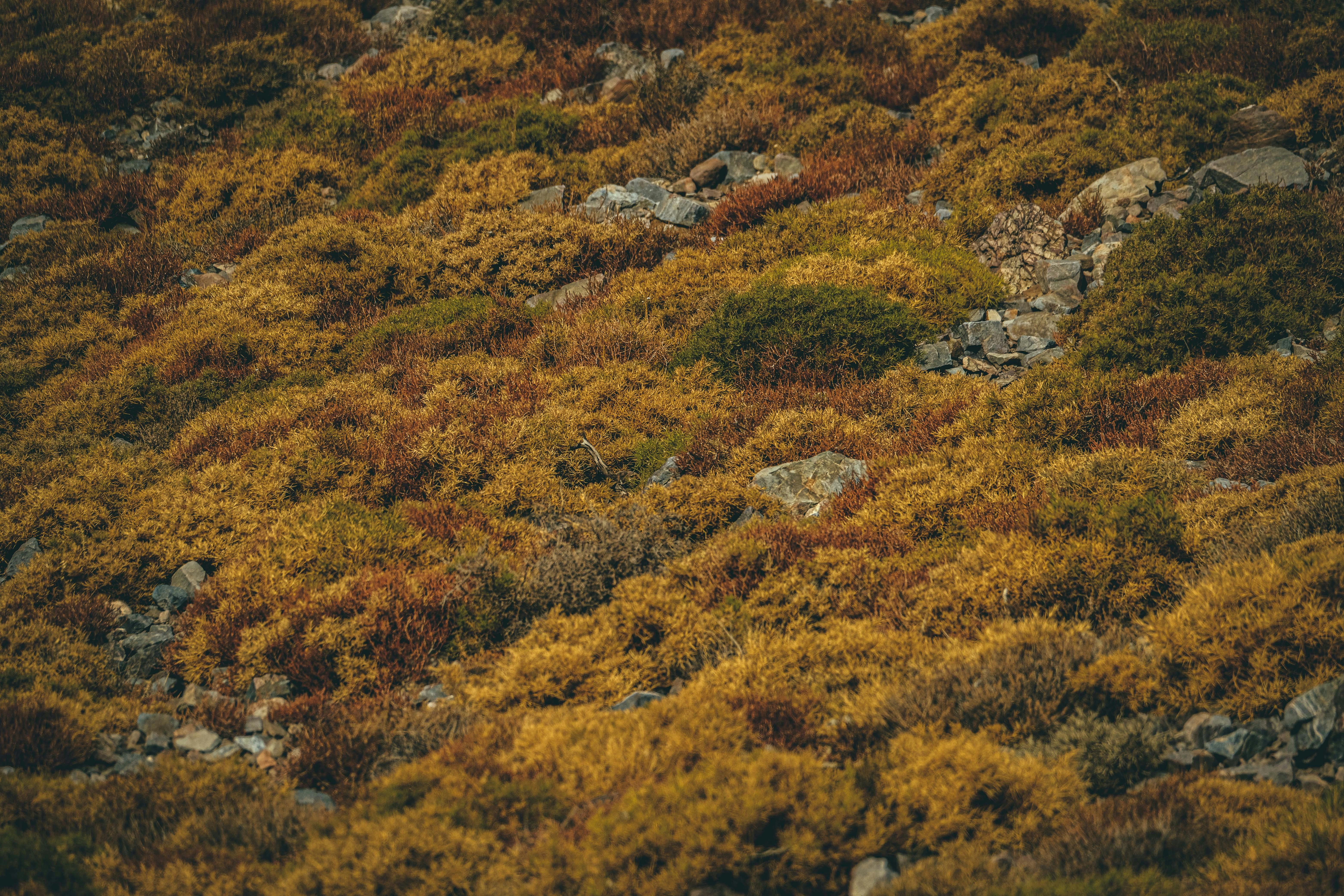 Gratuit Photos gratuites de arbustes, automne, bio Photos