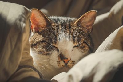 Should You Even Bathe a Cat? I Tried It Once (Here's What I'd Do Instead)