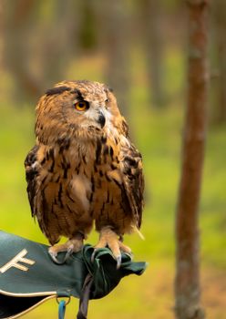 owl photo