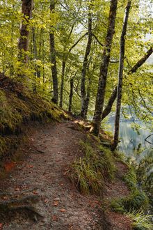 A forest path beside a reflective lake — Hobi Photography on Pexels