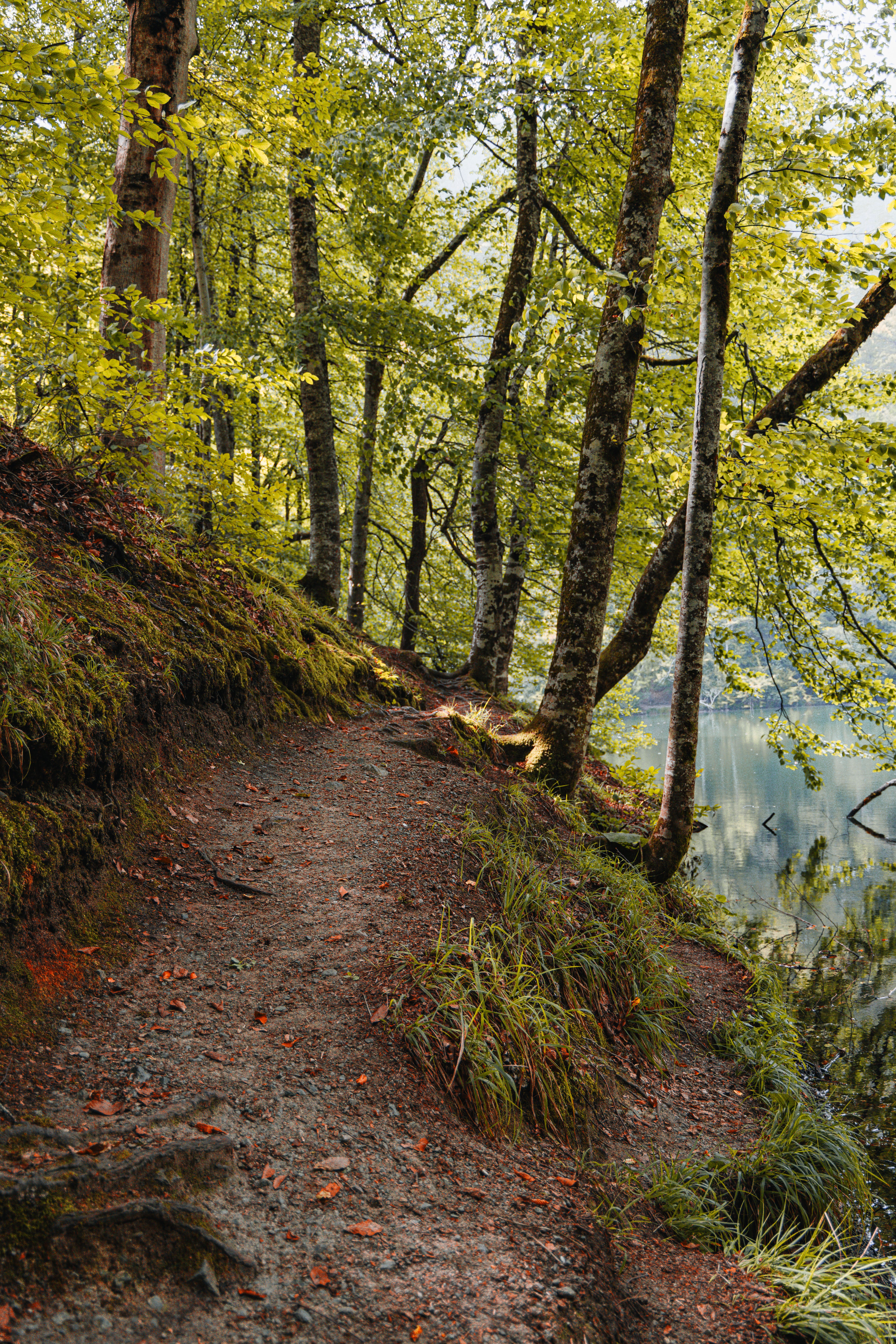 Serene Forest Path by Reflective Lake · Free Stock Photo