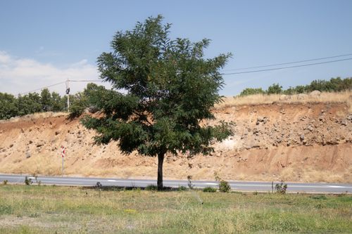 Free A solitary tree stands by a rural road in the summer sun at Bingöl, Türkiye. Stock Photo