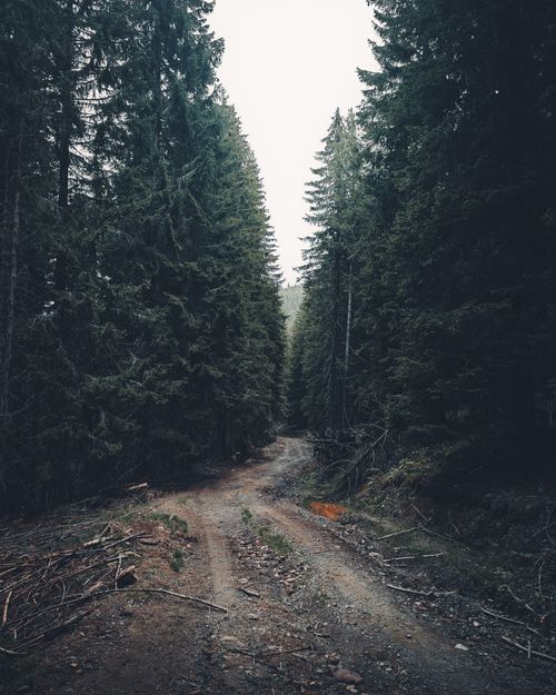 Free A tranquil dirt road through a lush Serbian coniferous forest during summer. Stock Photo