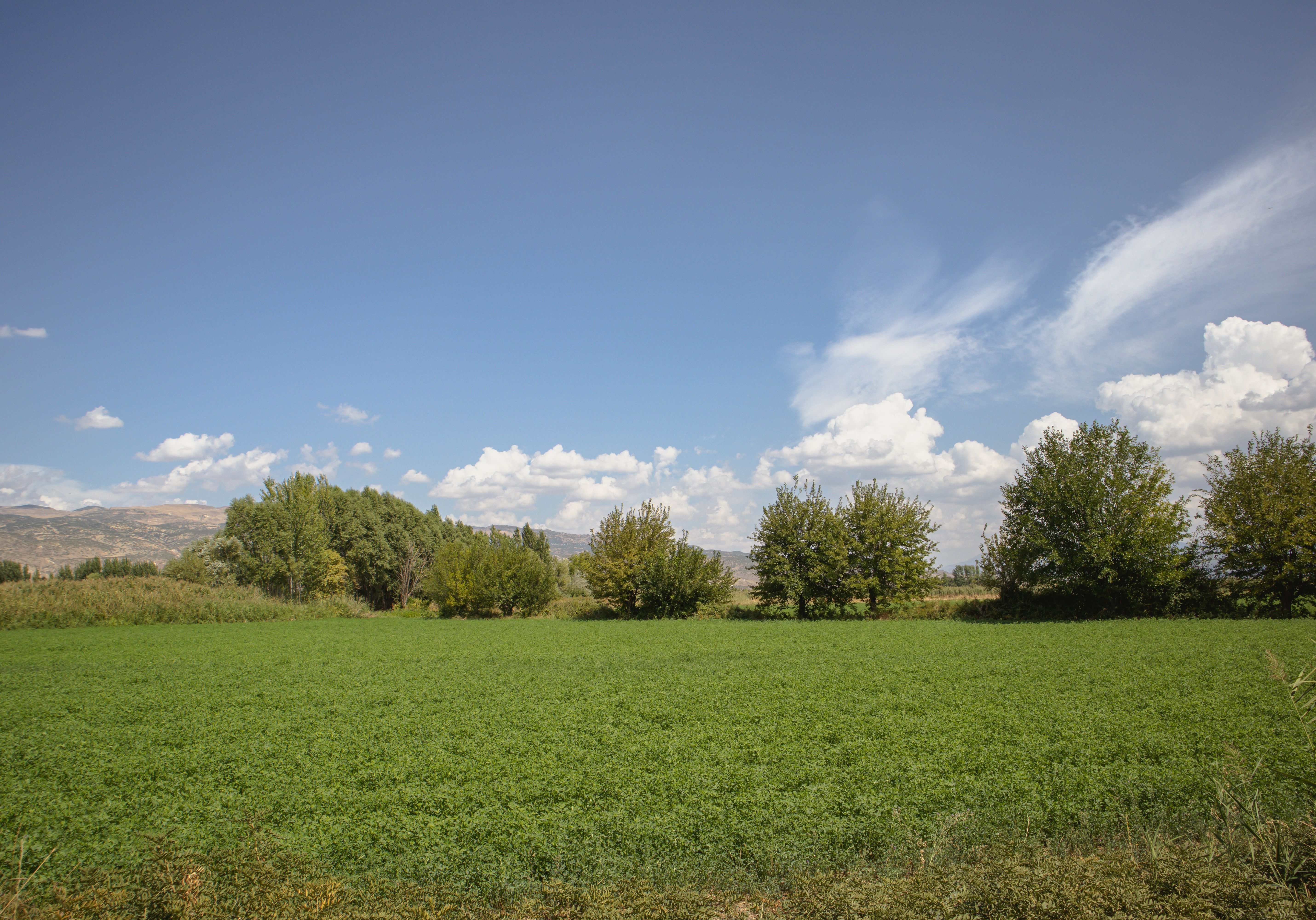 Campo de legumbres