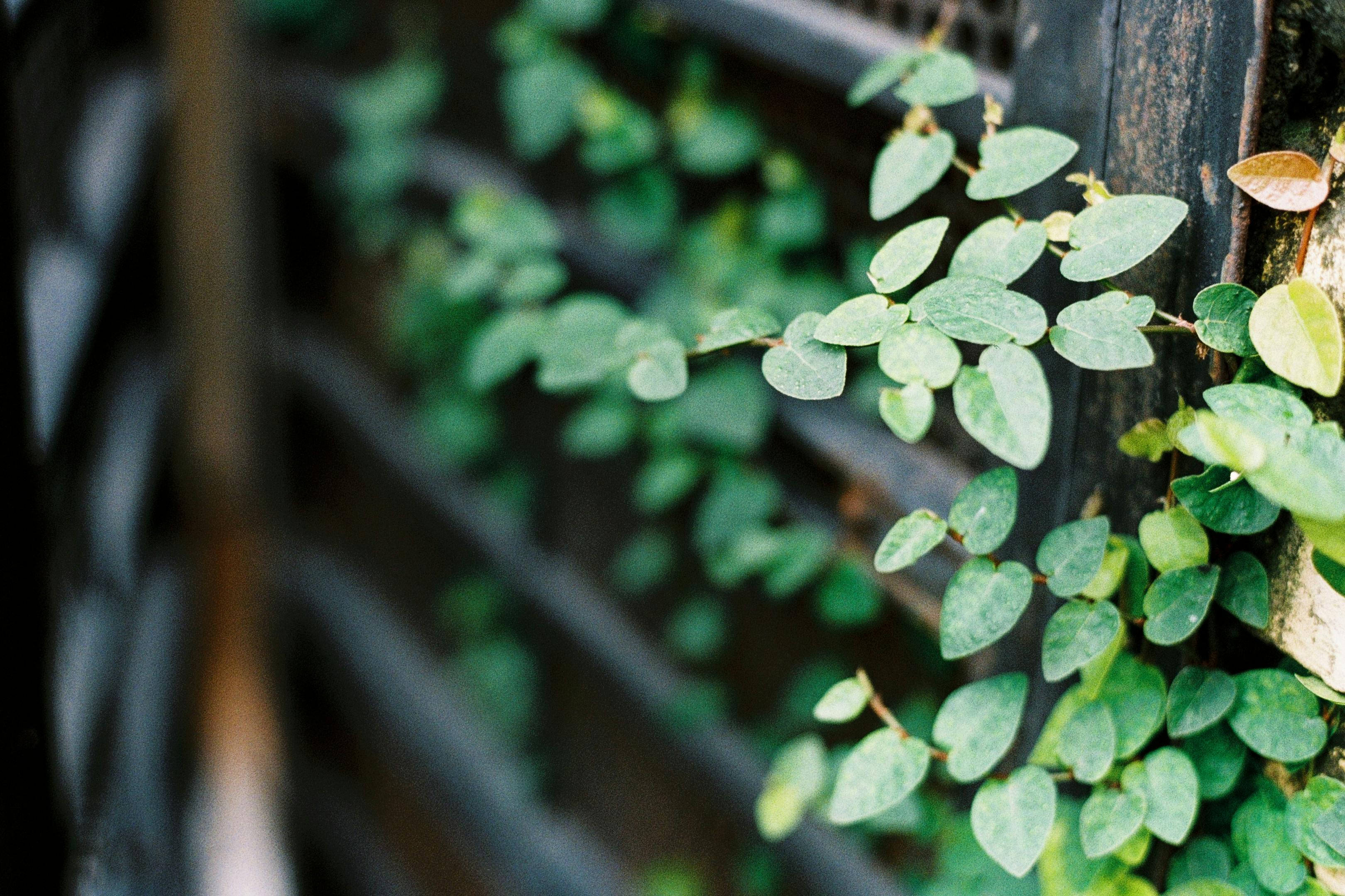 Detailed view of lush ivy vines climbing a rustic wooden fence outdoors.