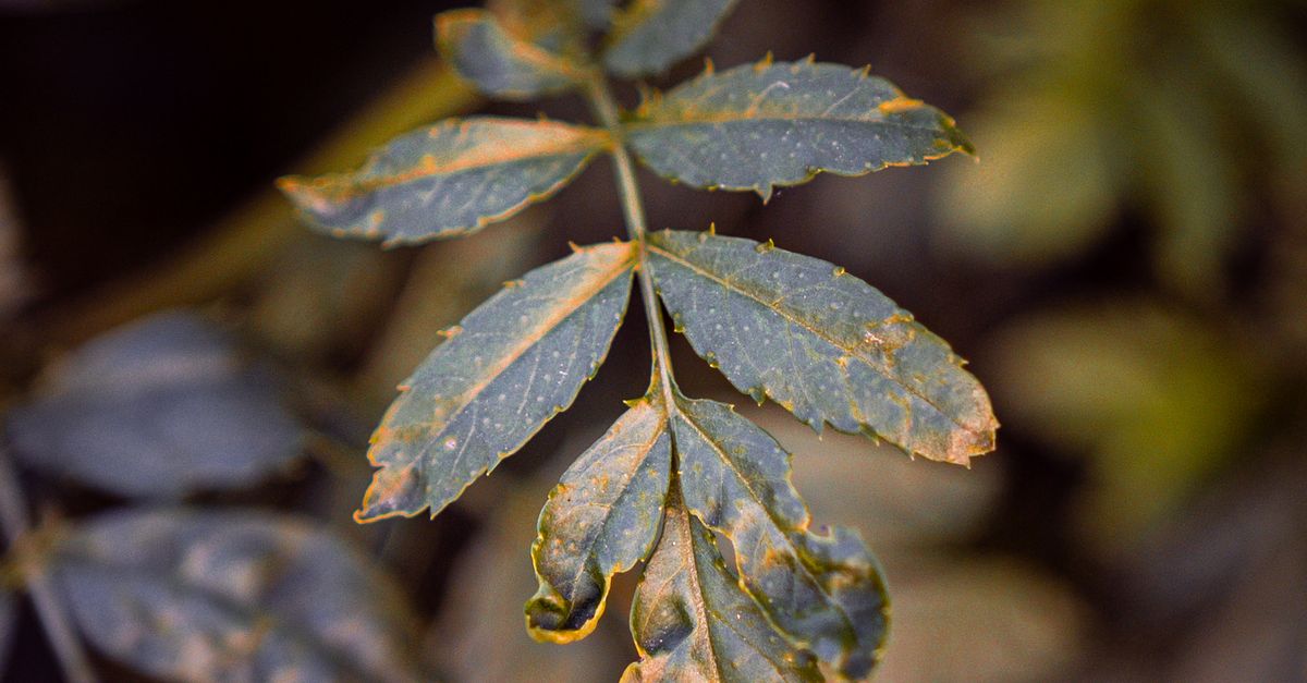 Leaf Setting Close-up of a leaf in a natural setting, showcasing its detailed ...