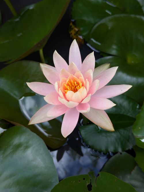 Free A beautiful pink lotus flower in full bloom surrounded by green leaves on a calm water surface. Stock Photo