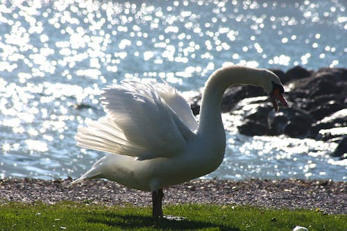 Free stock photo of backlight, bird, defocus