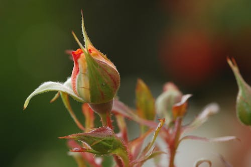 Free stock photo of flowering plant, flowers, rose