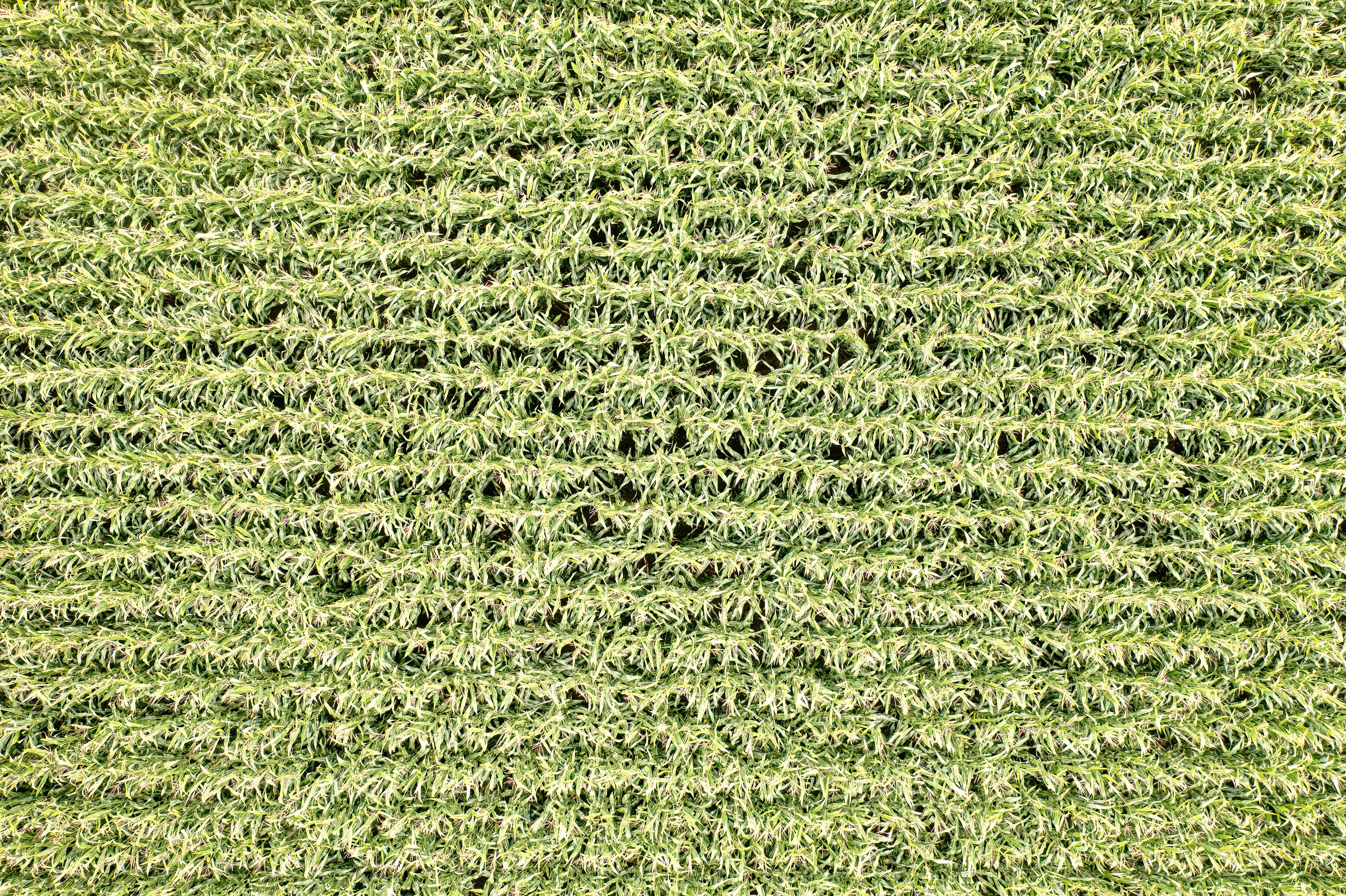 Facebook Marketplace becomes go-to for buying, selling farmland in California — Photo by Tom Fisk on Pexels