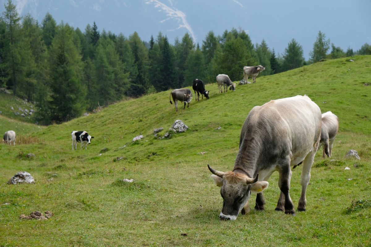Mucche al pascolo in un prato montano del Veneto con montagne sullo sfondo