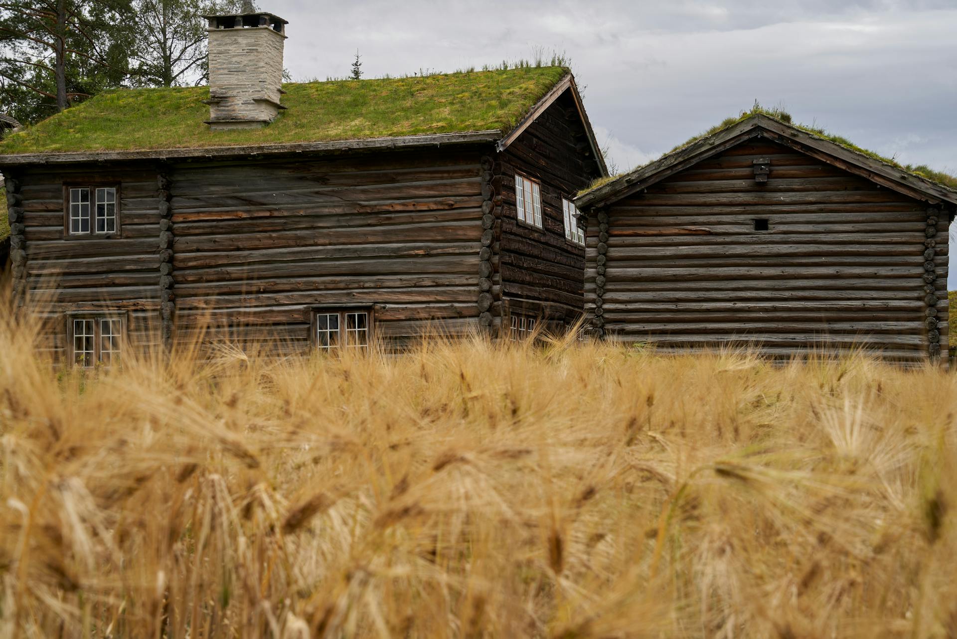 Historic log cabin surrounded by golden wheat fields in rural Norway.