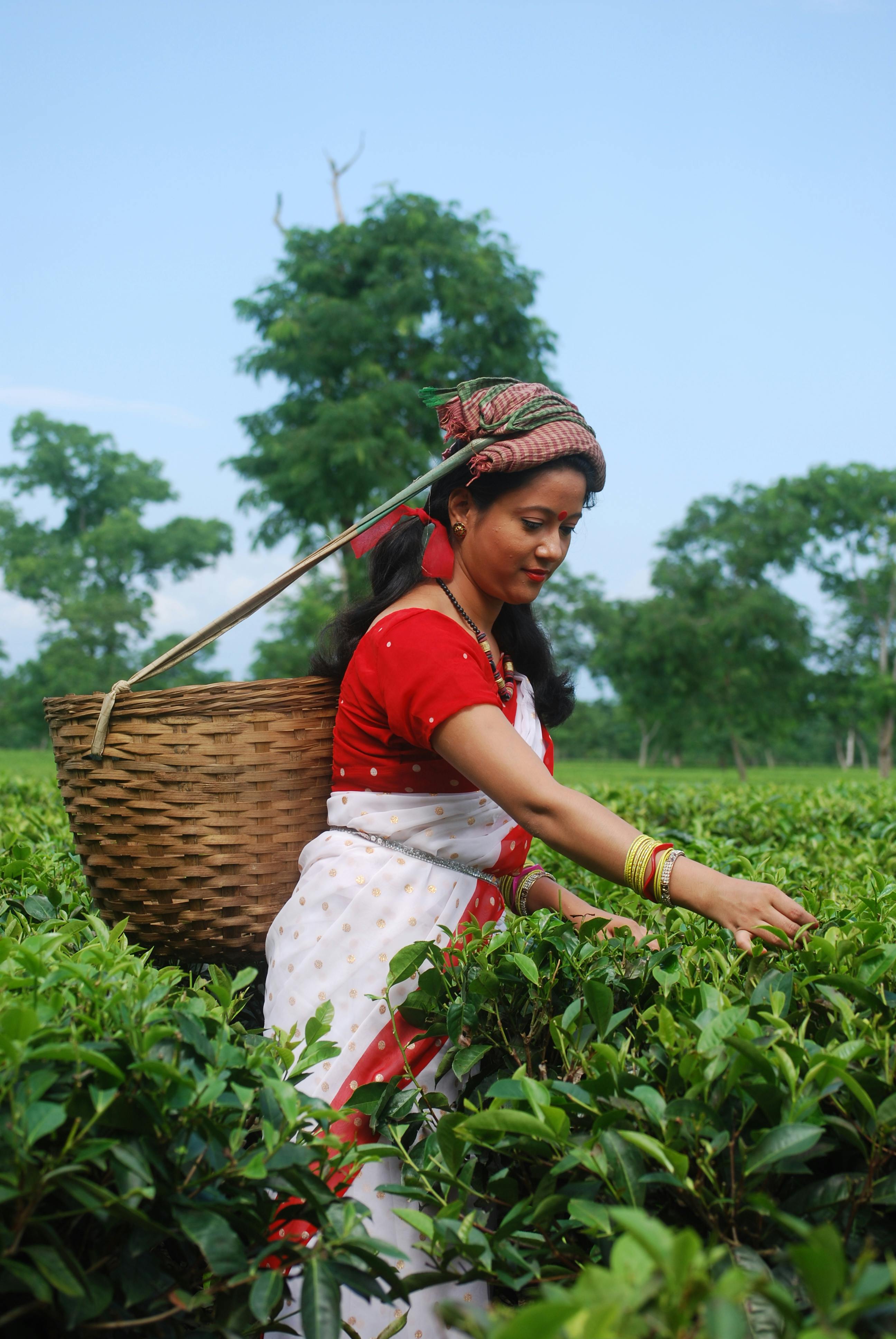 Photo Of Woman Picking Fruit · Free Stock Photo