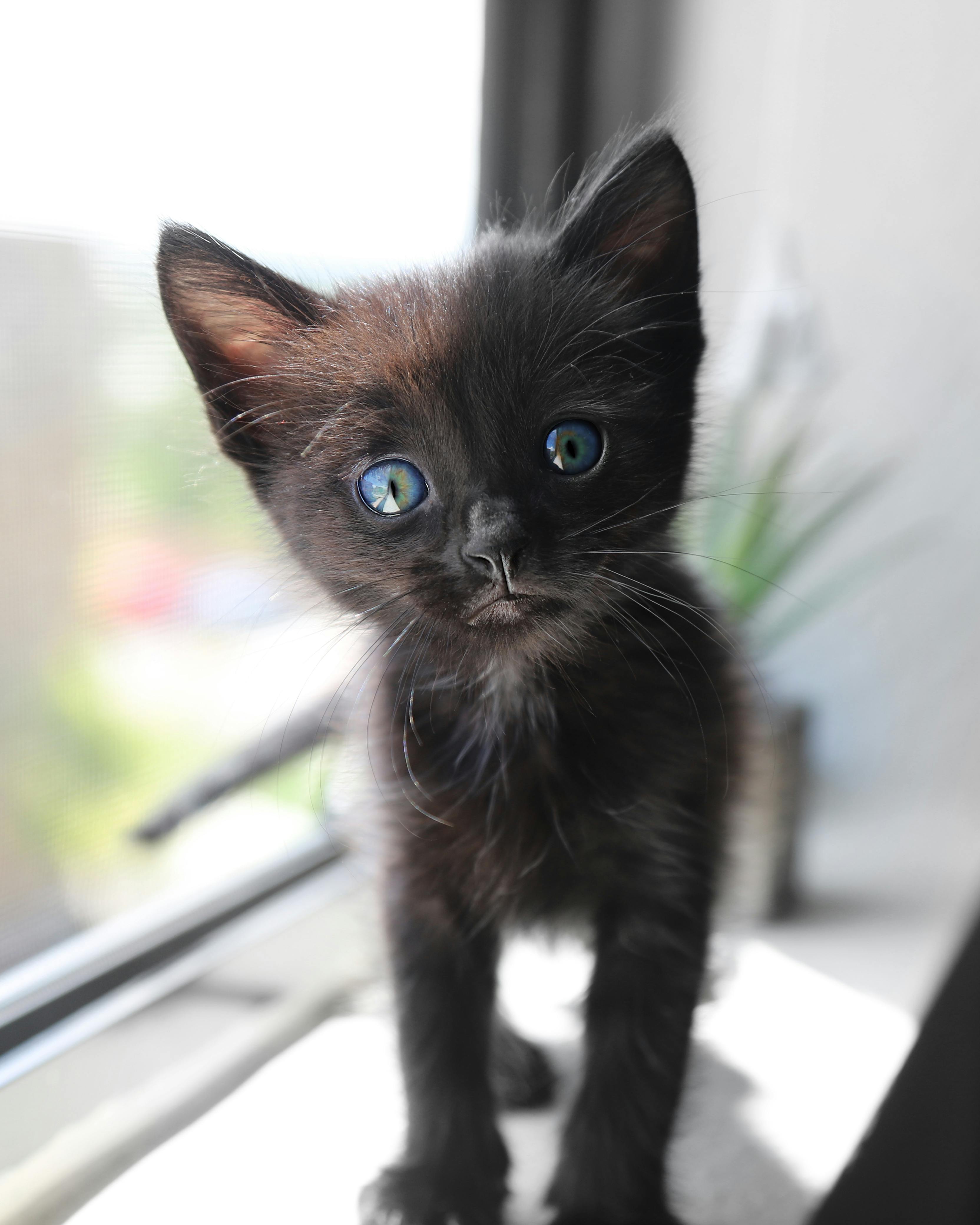 fluffy black kittens with blue eyes