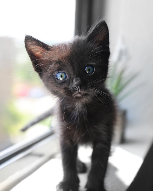 Милый короткошерстный черный котенок с голубыми глазами