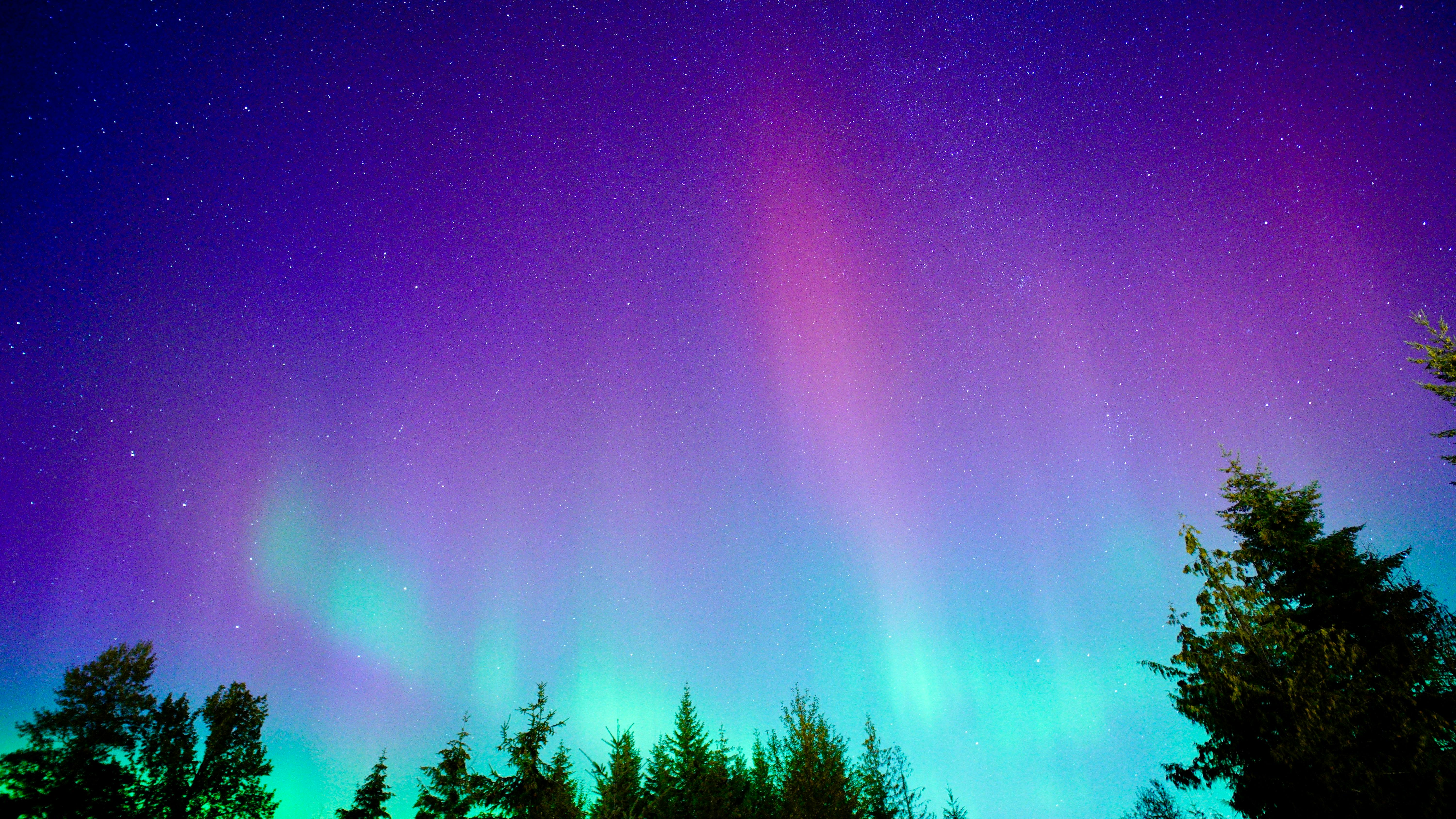 A mesmerizing display of northern lights illuminating a starry night sky above a forest.