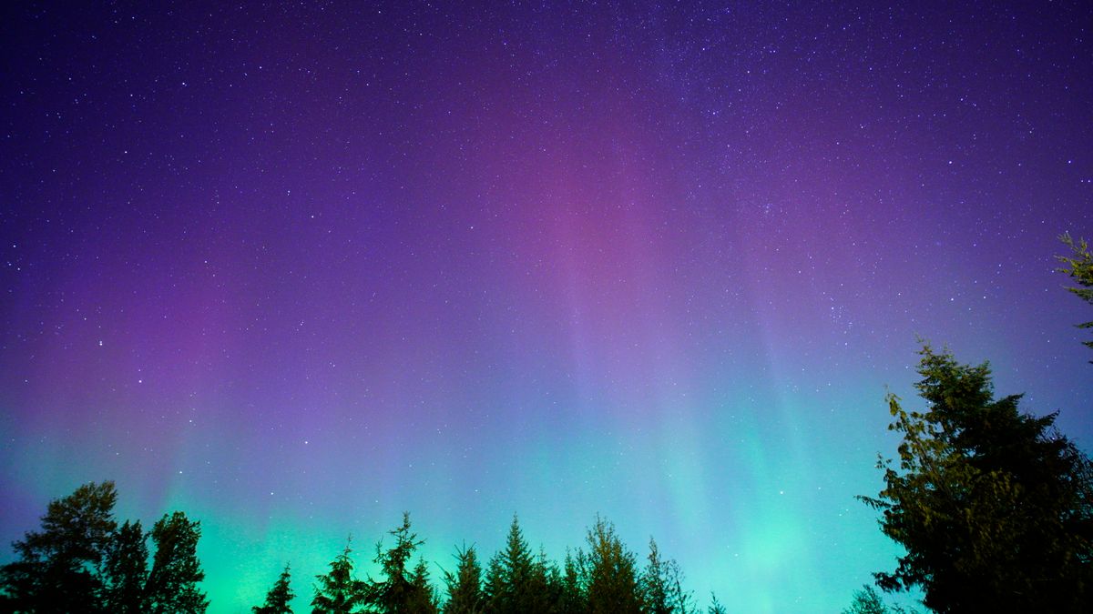 Aurora borealis glowing over a dense forest at night