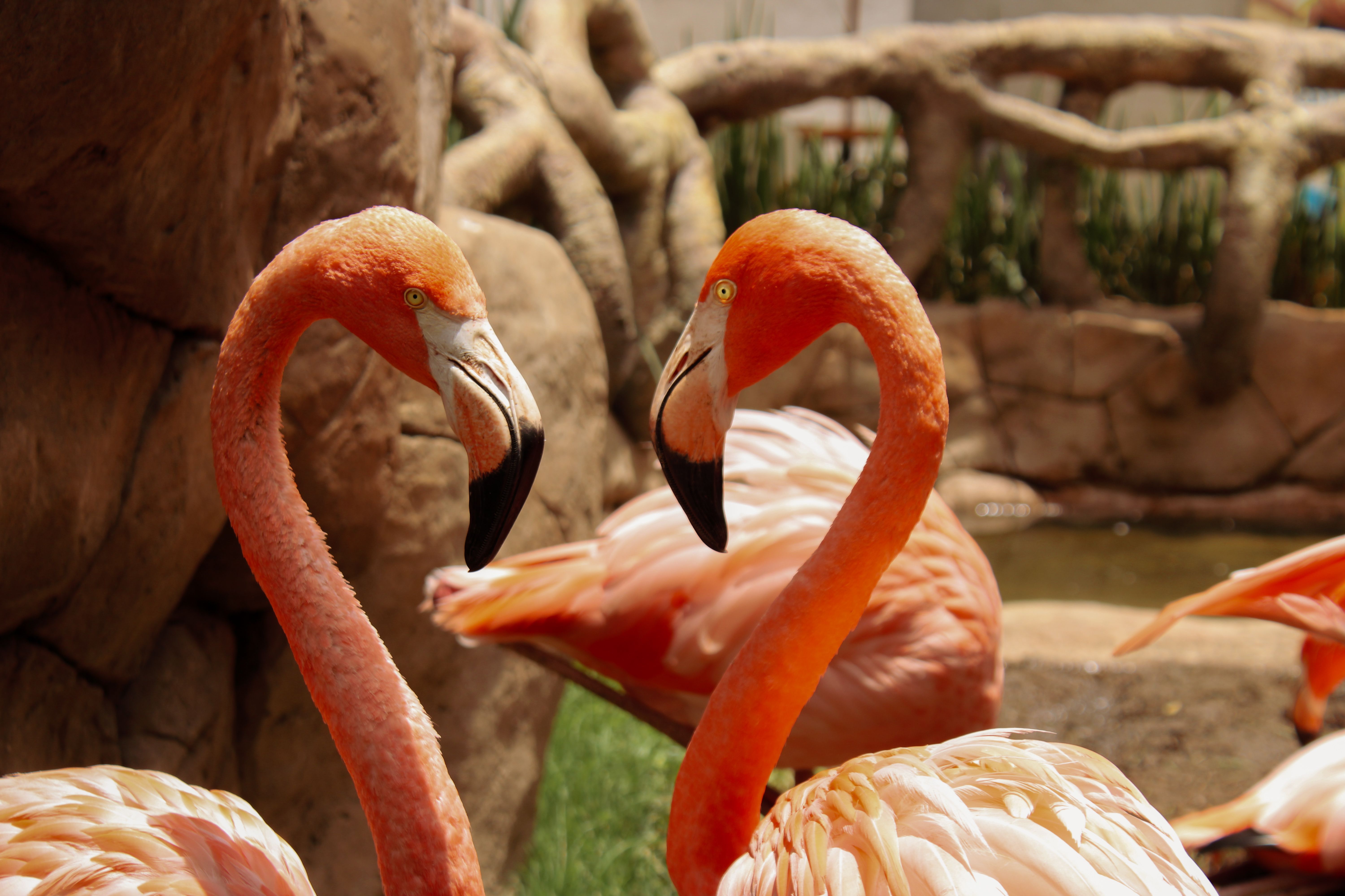Flamingo Feeding Encounter