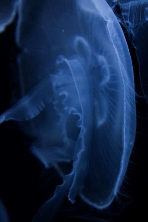 Close-Up of Luminous Jellyfish in Dark Ocean · Free Stock Photo