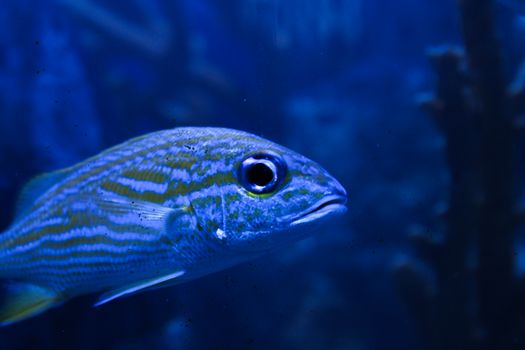 Detailed view of a vibrant fish swimming in a deep blue aquarium environment.