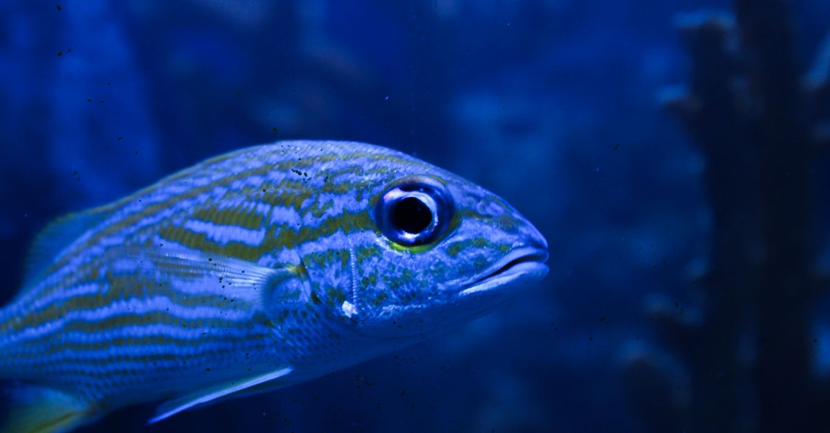 Cropped Image Fish Close-up of Fish in Deep Blue Aquarium · Free Stock Photo