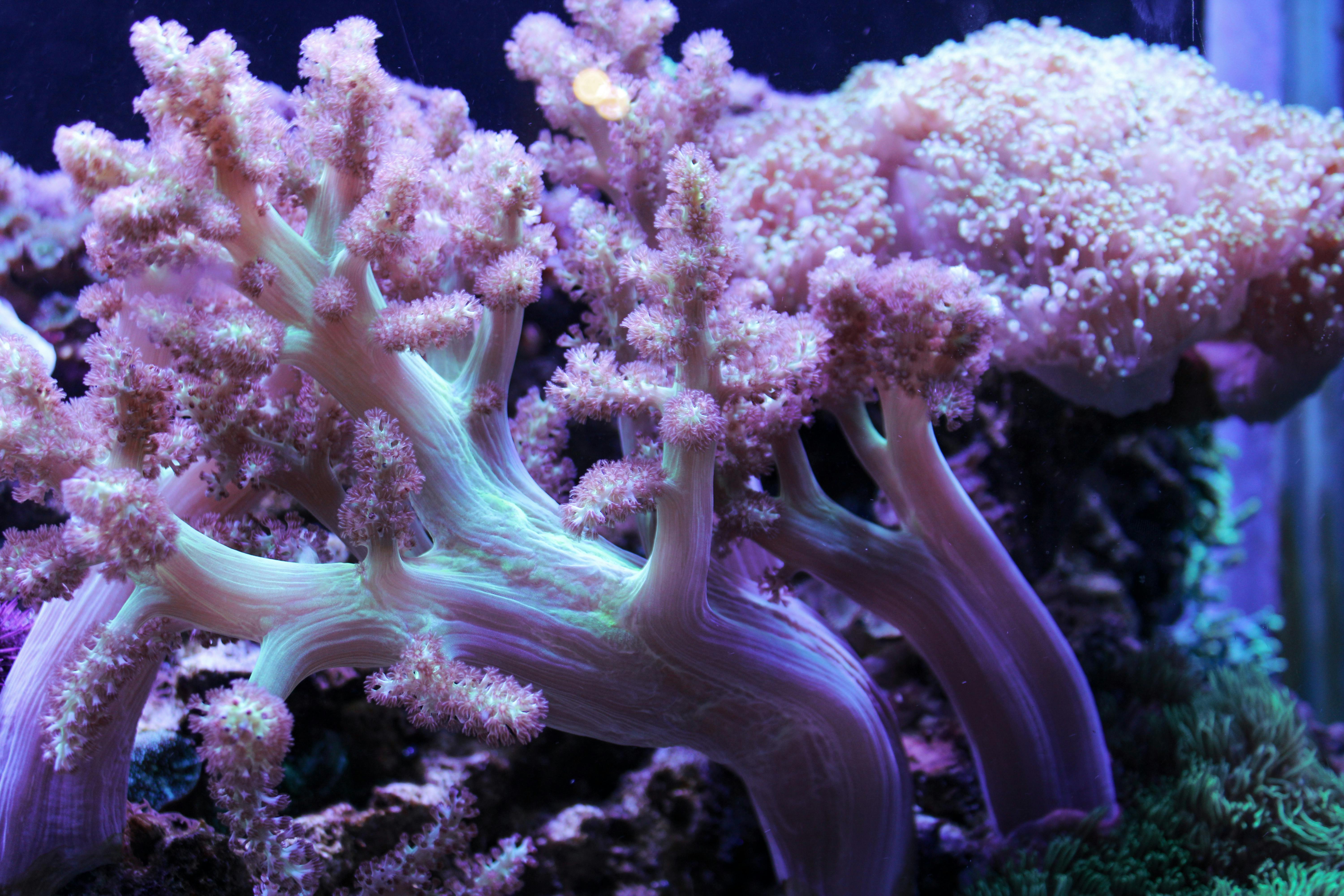 Close-up of vibrant pink soft coral showcasing intricate textures in an aquarium setting.