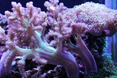 Katupat Macro Garden