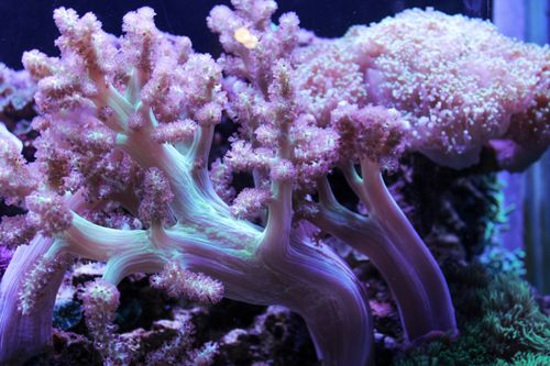 Katupat Macro Garden