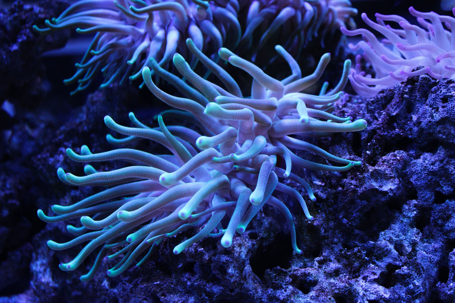 Underwater at Tombant de la Possession