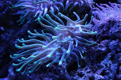 Free Close-up of vibrant sea anemones with glowing tentacles in an aquarium setting. Stock Photo