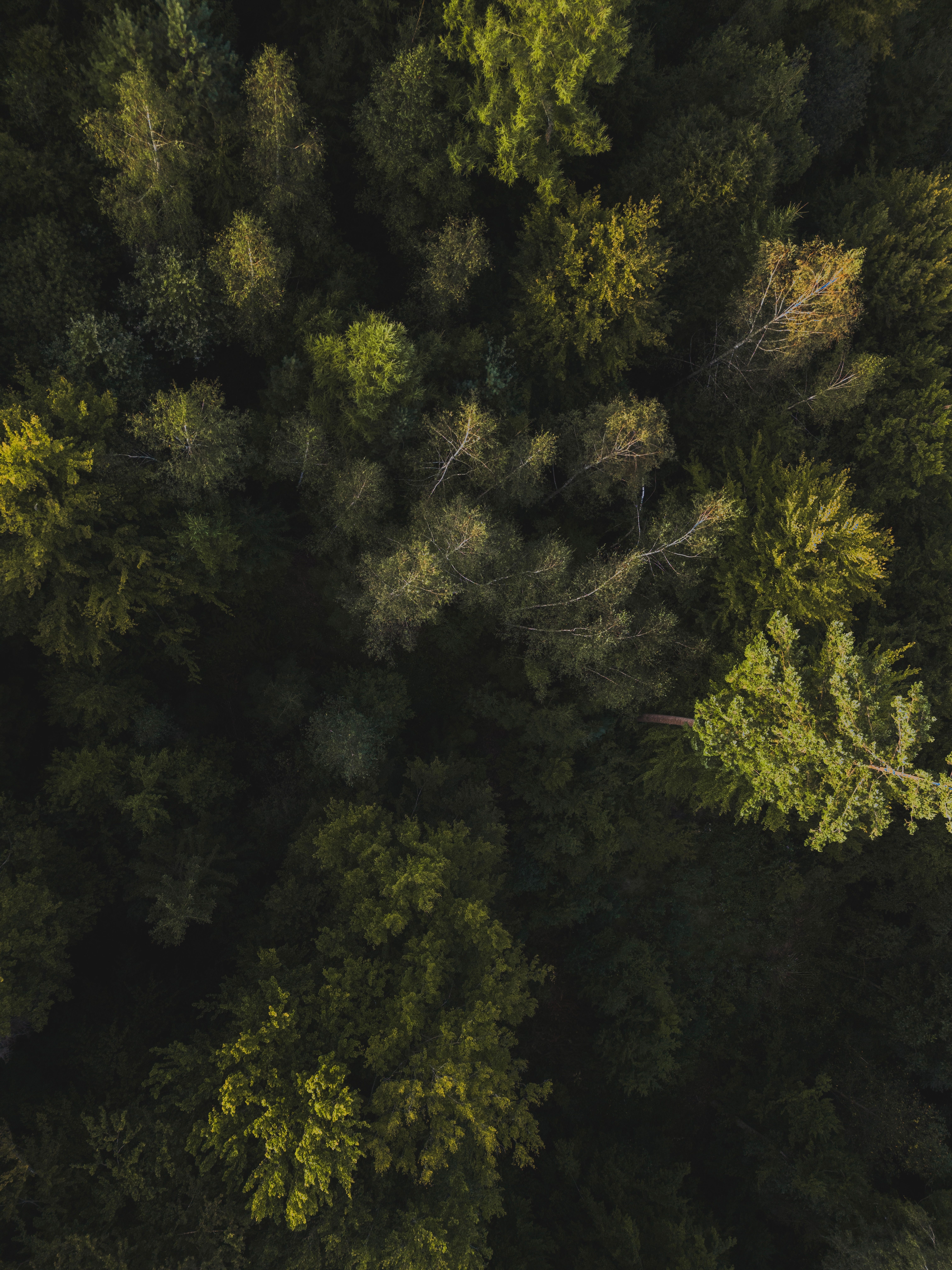 Aerial View of a Forest Full of Trees in the Sunlight · Free Stock Photo