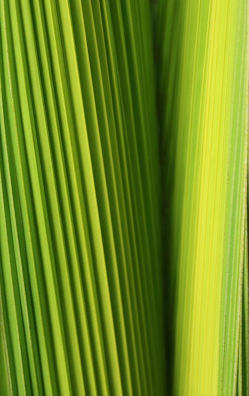 Closeup of green leaves tropical plant with texture vertical stripes different shades of green