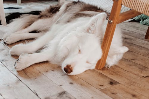 Foto Van Hond Tijdens Het Slapen