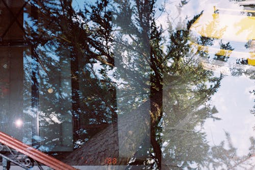 Imagine de stoc gratuită din 35mm, arbore, călătorie
