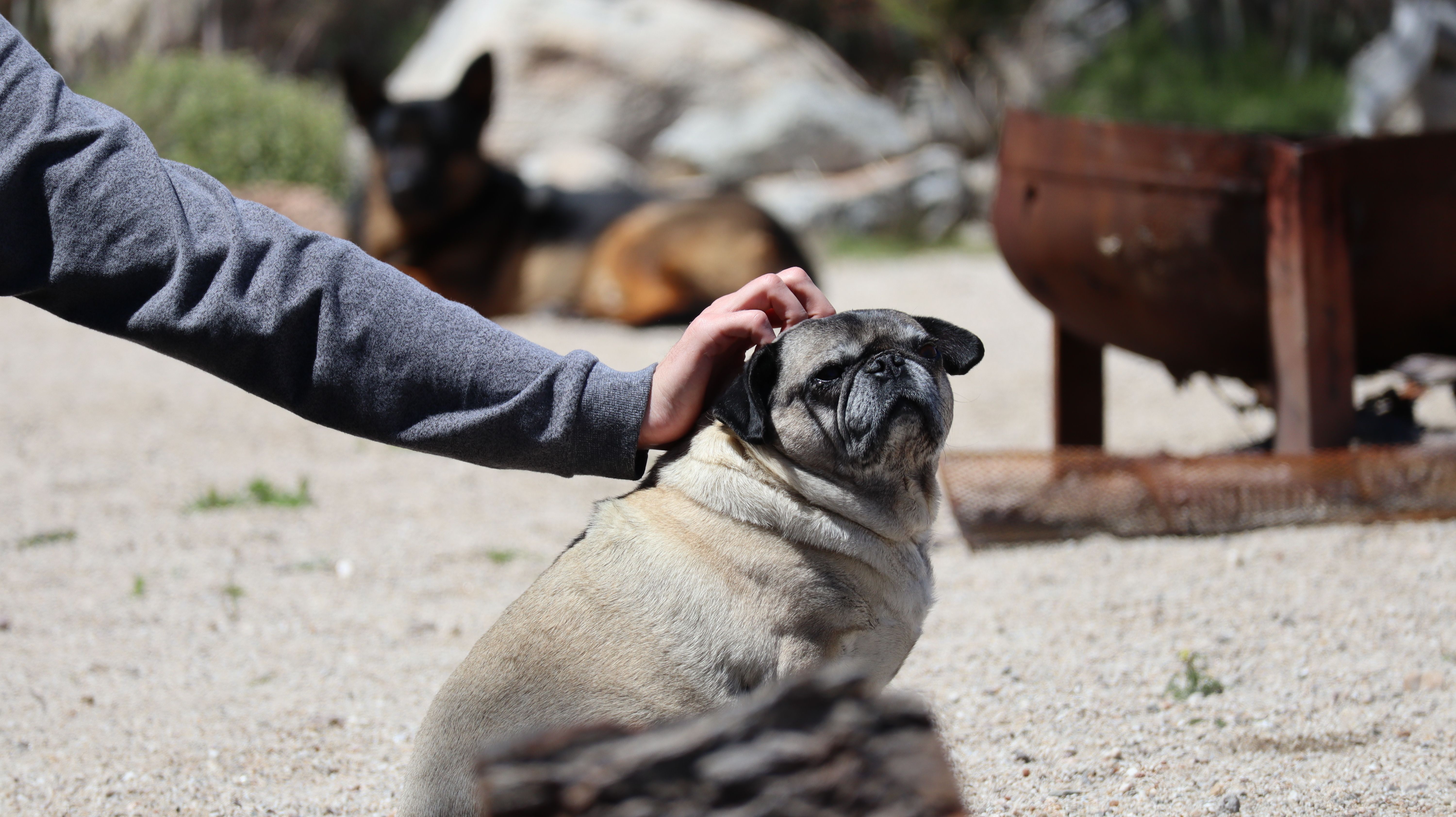 Reviewing LV= and Top Competitors for Lifetime Pet Cover