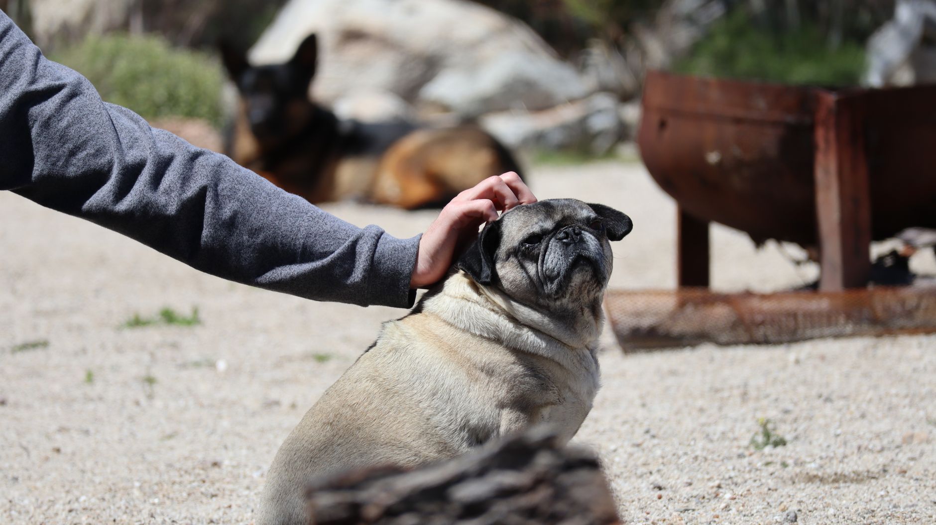 A dog undergoing diagnostic blood testing at a veterinary clinic