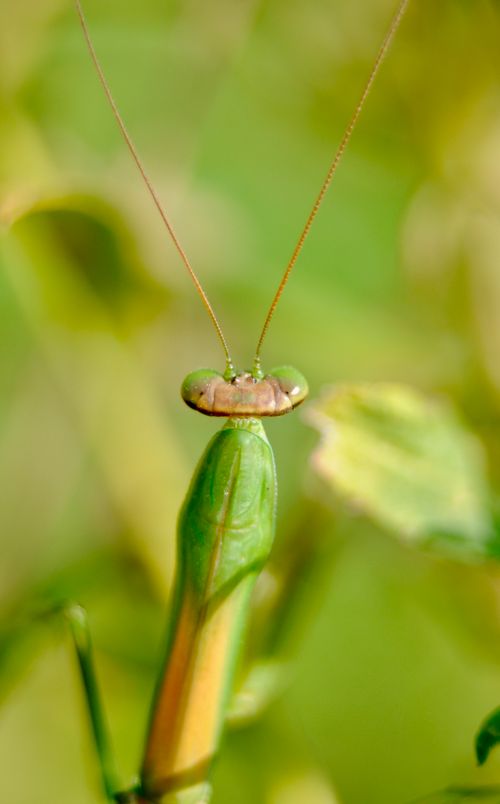 Free Macro shot of a green praying mantis perched on a leafy branch with blurred background. Stock Photo