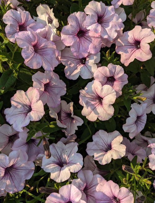 Free A beautiful display of vibrant plum purple petunias blooming in a sunlit garden. Stock Photo