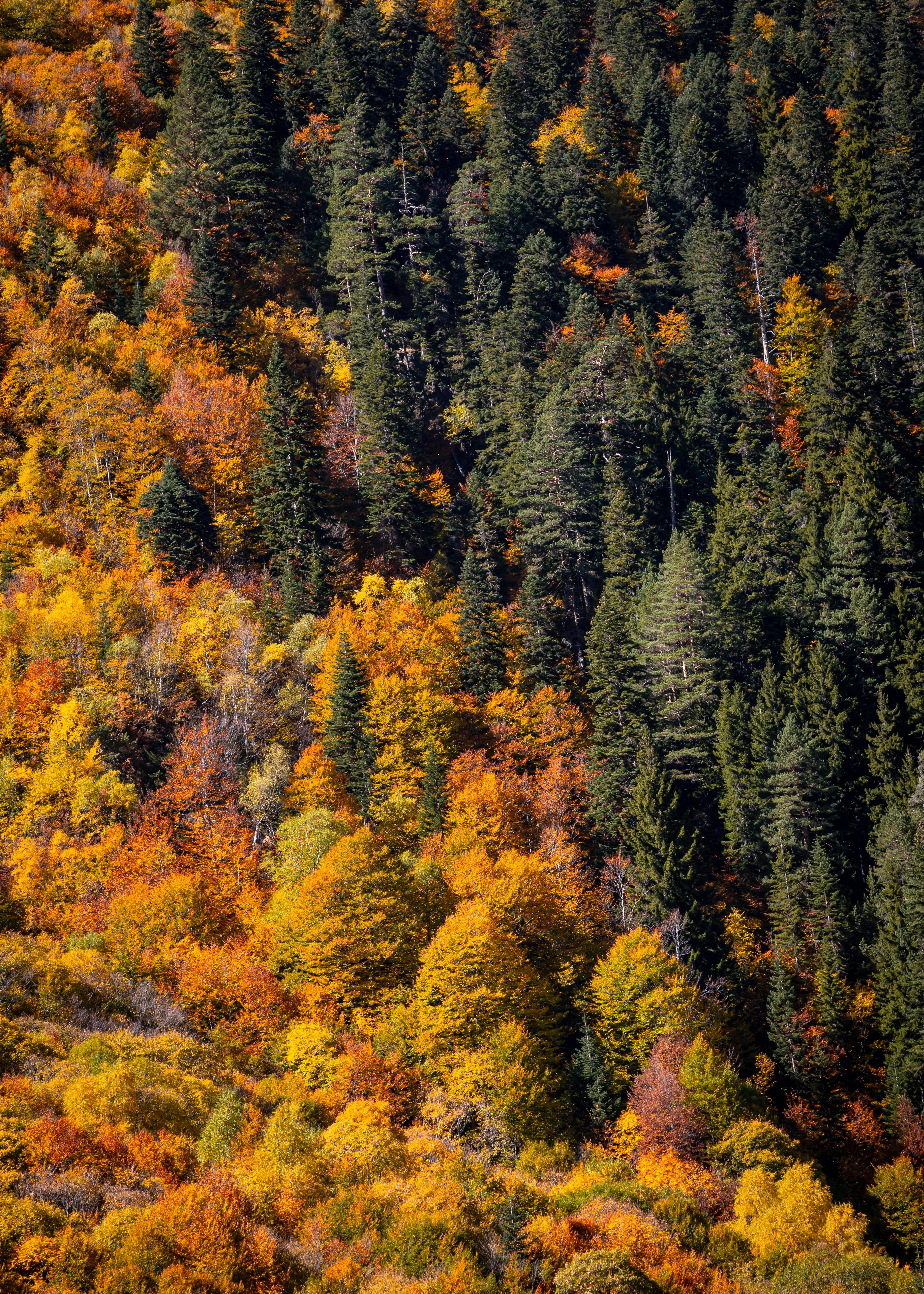 A stunning aerial view of a colorful autumn forest highlighting the transition of seasons.