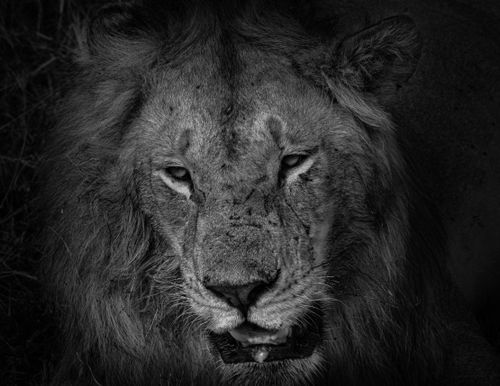 Free Dramatic black and white close-up of a male lion showcasing its majestic and powerful aura. Stock Photo