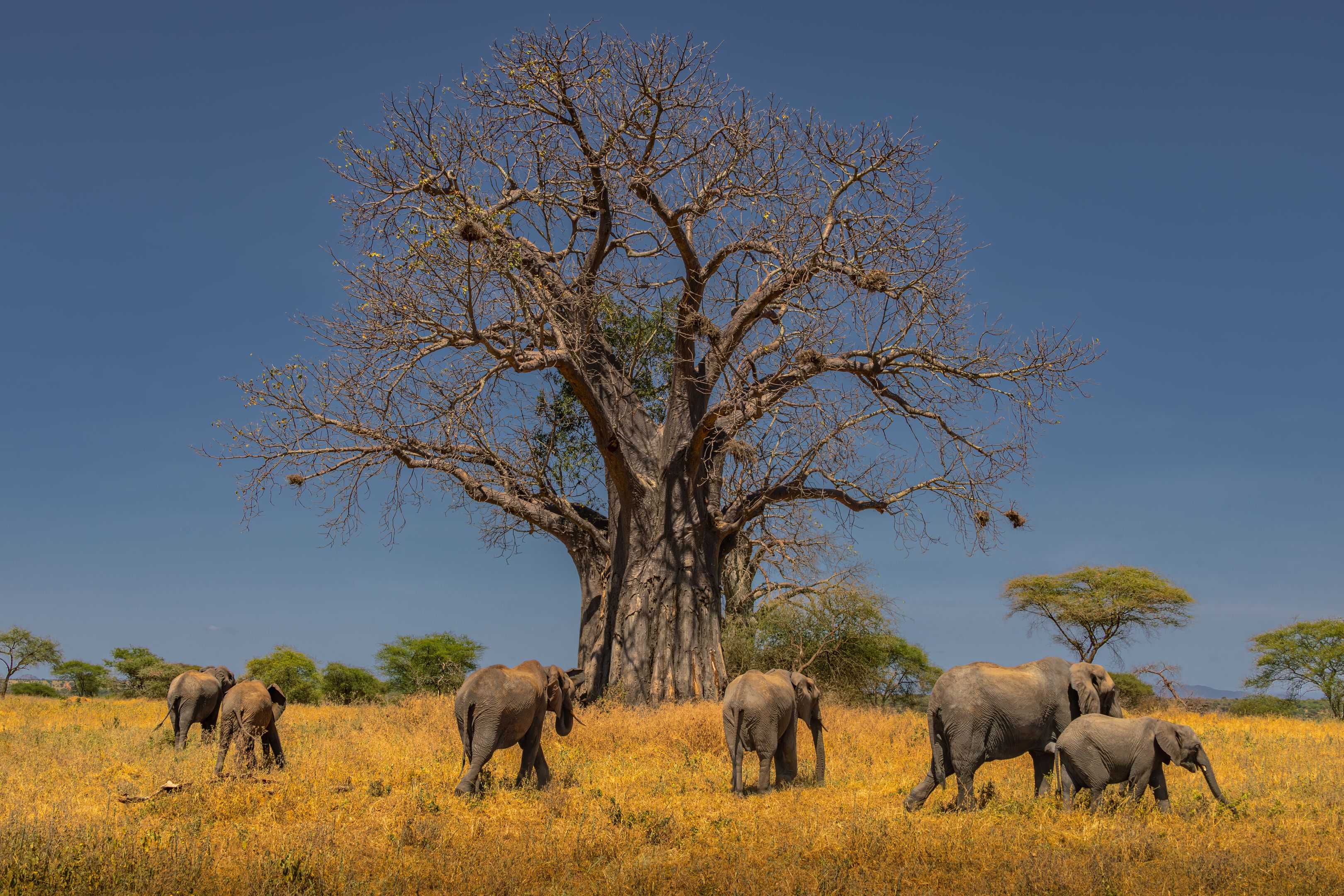 A herd of African elephants grazing under a large baobab tree on the savannah