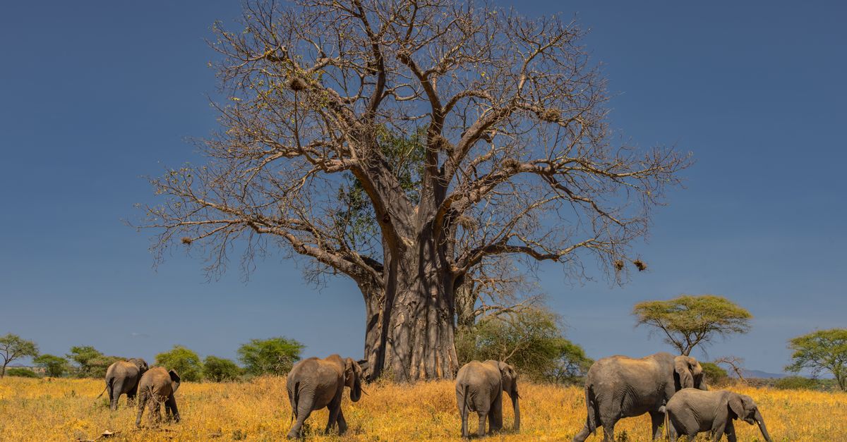 Viajero usando una eSIM para Madagascar junto a los baobabs