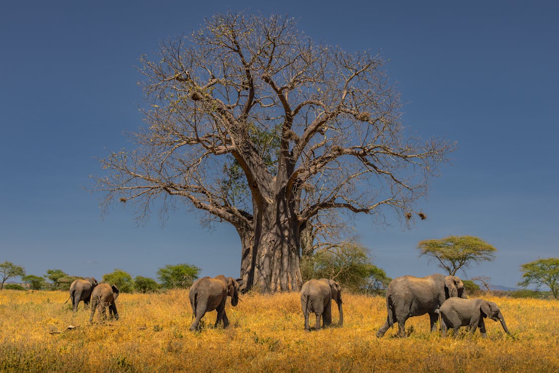 Baobab por előnyei és felhasználása Baobab por előnyei és felhasználása