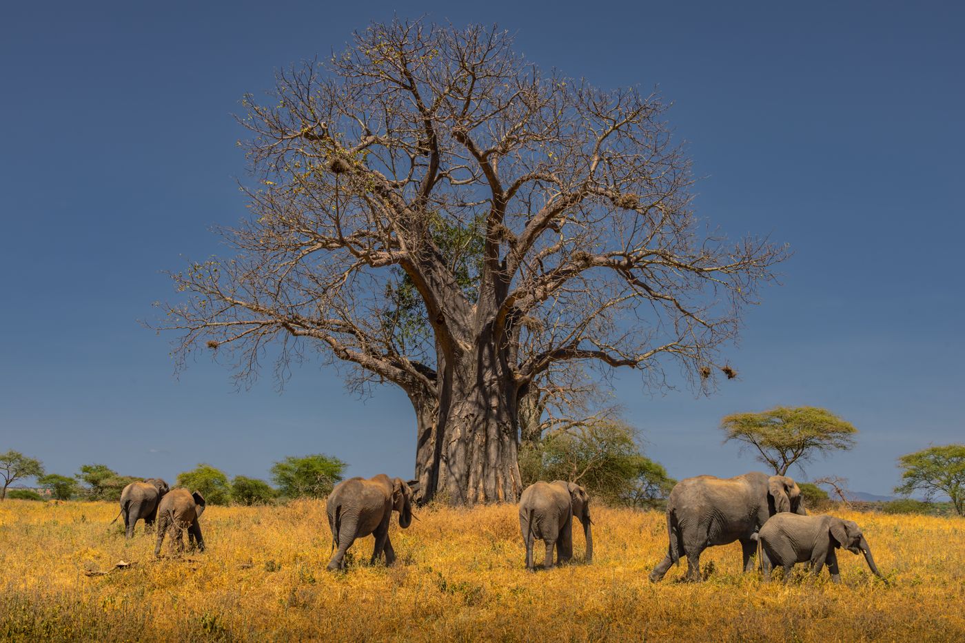 A breeding herd grazing under a baobab