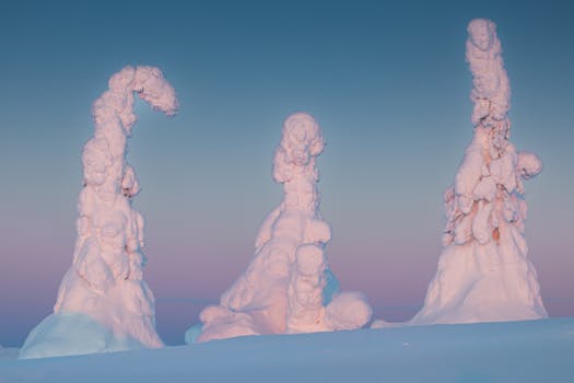 Majestic snow-laden trees in winter at sunset, Rovaniemi, Finland.