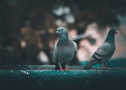 Free Detailed close-up of pigeons perched in an outdoor urban environment. Stock Photo