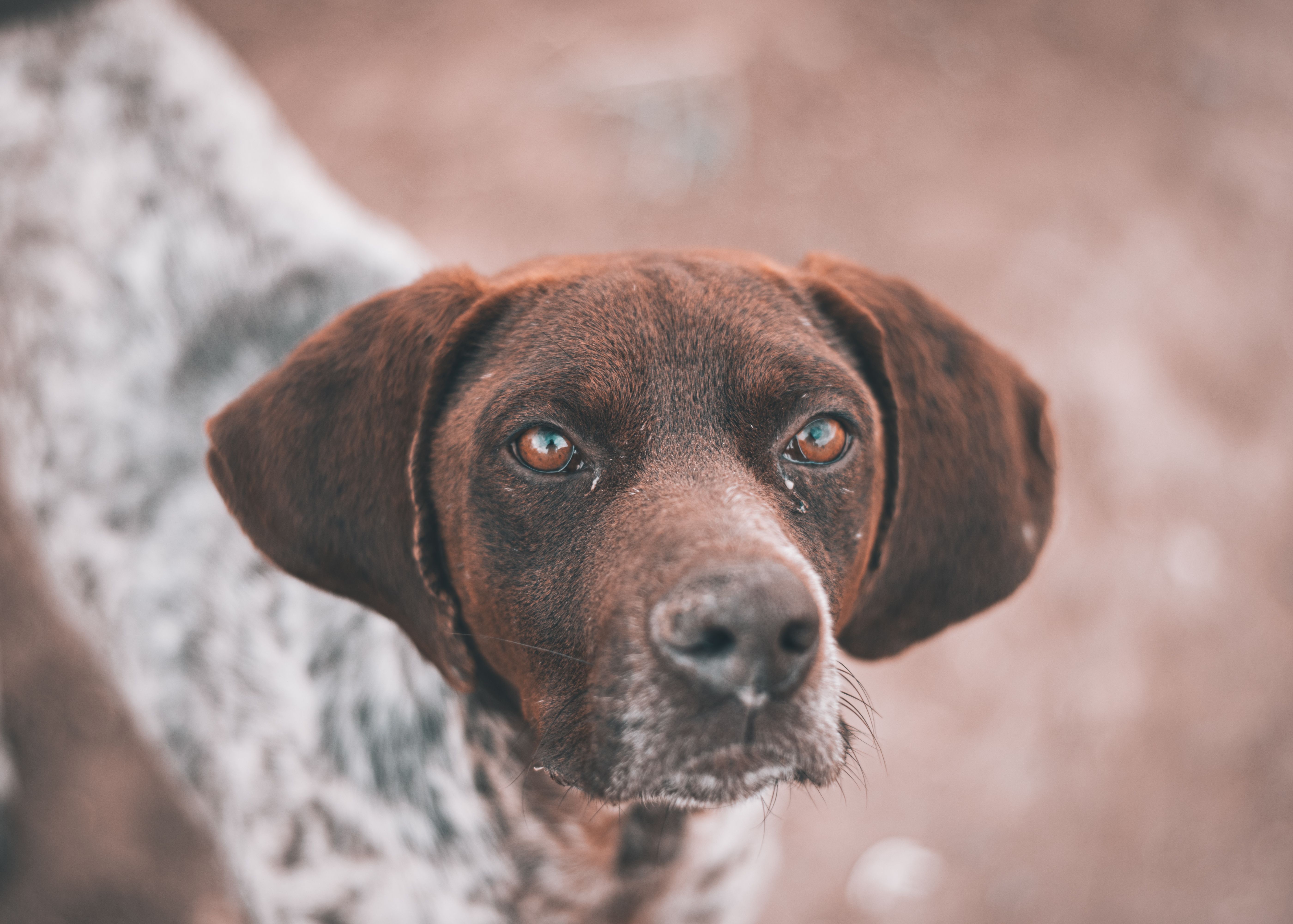 Veterinarian examining a dog during a checkup