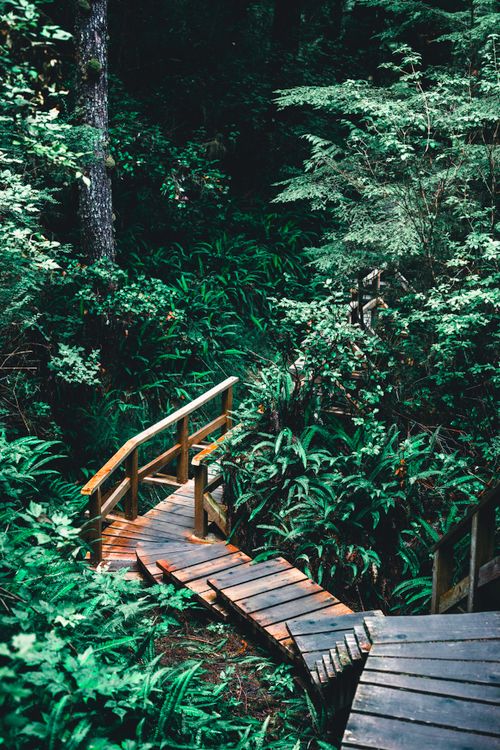 Free Scenic wooden boardwalk surrounded by vibrant greenery in Tofino, BC, Canada. Stock Photo