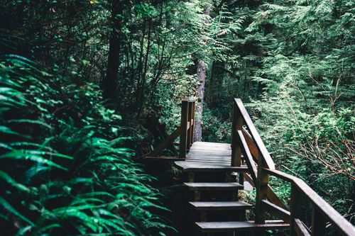 Free Discover the tranquil beauty of a wooden walkway winding through Tofino's lush forest. Stock Photo