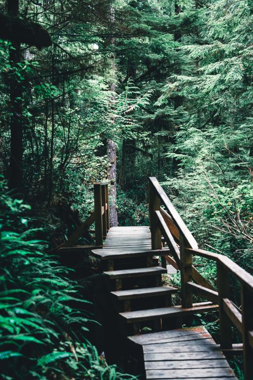 Free Explore the serene wooden boardwalk nestled in Tofino's lush forest, perfect for nature walks and outdoor adventures. Stock Photo